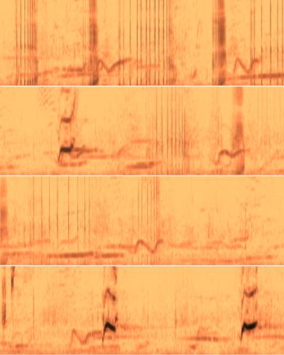 Whale song spectrogram